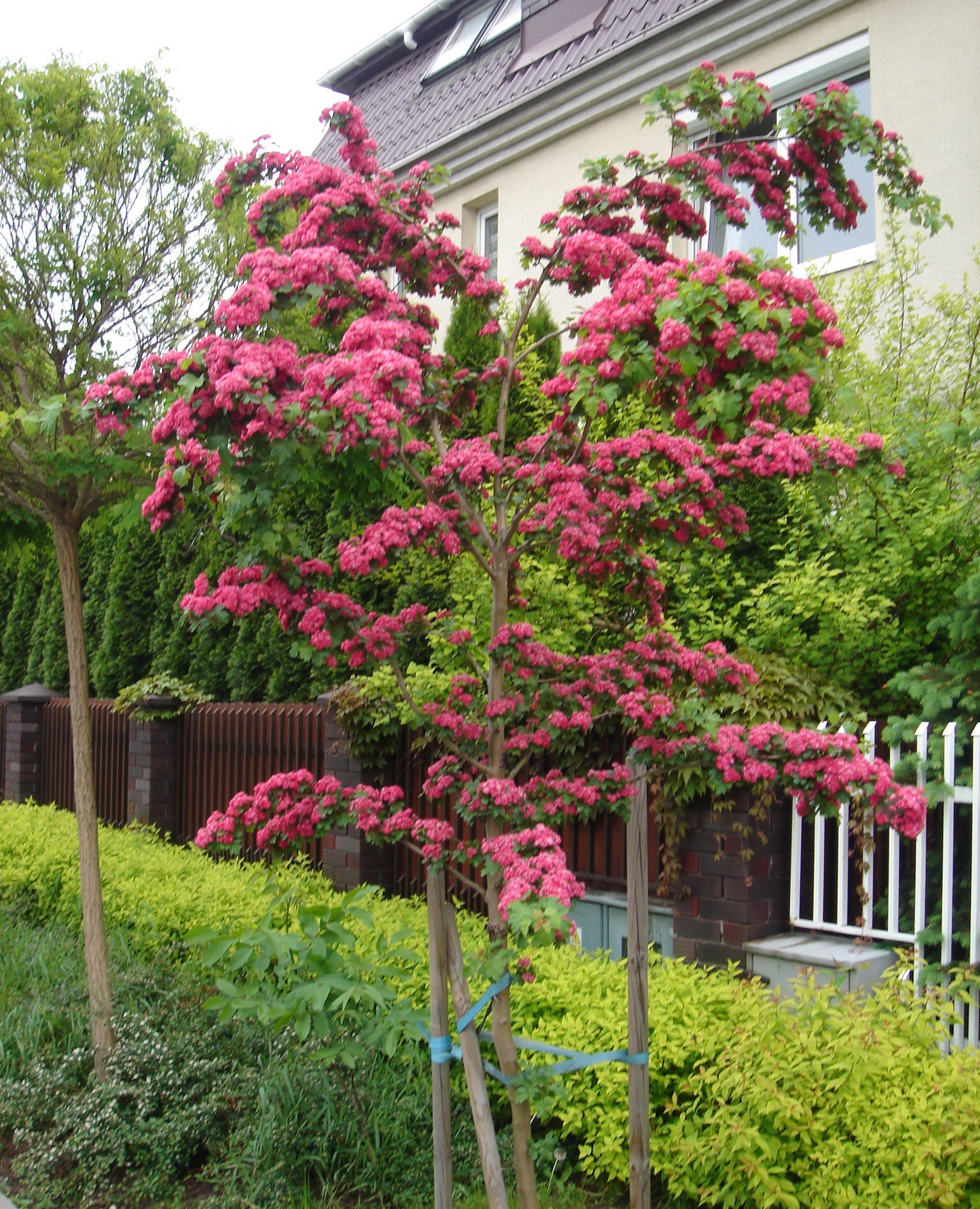 Боярышник средний `Паульс Скарлет`, Crataegus media `Paul`s Scarlet ...